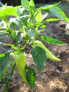 veg Pepper banana on plant