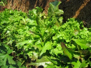 veg lettuce