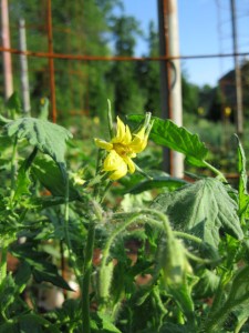 veg tomato flower
