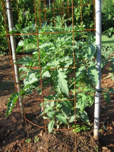 veg tomatoe in cage