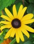 DL Stell n rudbeckia