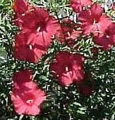 Hibiscus_LordBaltimore