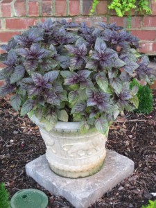 Basil