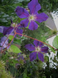 Clematis Jack