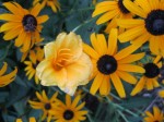 FG DL Stella Rudbeckia