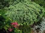 FG Sedum Autumn Joy