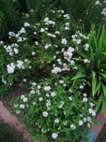 FG White lantana n rose