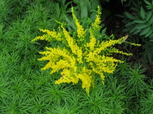 FG golden rod n coreopsis foliage