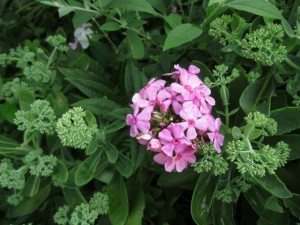 FG phlox n sedum 2