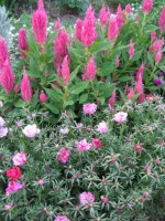 FG pk celosia n portulaca