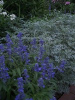 FG white Victoria n artemsia 2