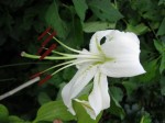 FG white lily