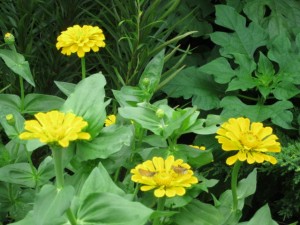 FG zinnia yellow