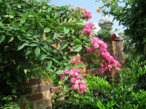 Rose Belinda branch
