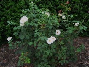 Rose Cloud 9 bush