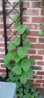Rose Moonvine