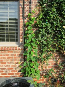 Rose Moonvine