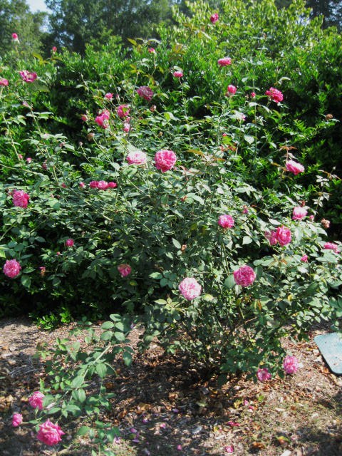 Rose mrs Cant bush