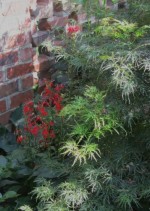 SG Lobelia n Jap maple