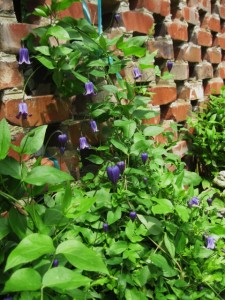 SG clematis sm