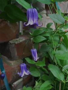 SG clematis sm bud n flower