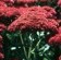 Sedum-Autumn-Joy1-150x105