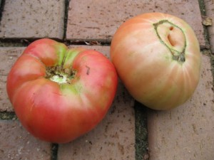Veg Tomatoes German Johnson