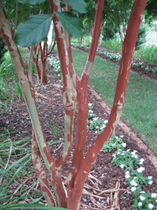 allee CM bark 2