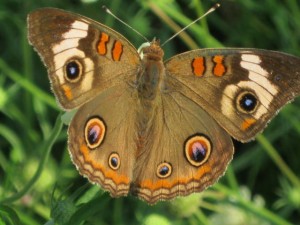 butterfly buckeye