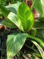 canna Bengal Tiger foliage