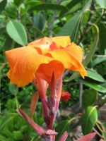 canna Bengal tiger flower