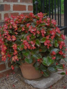 container begonias