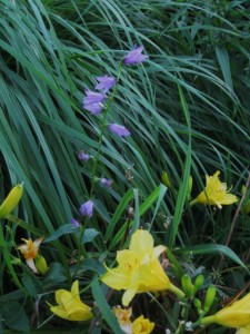 formal garden DL happy Returns Adenaphora