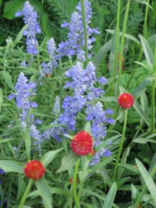 formal garden Salvia n gomphrena