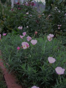 formal garden evening primrose