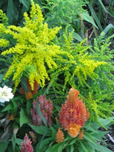 formal garden golden rod n celosia