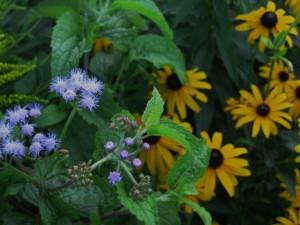 formal garden hardy ageratum n blackeyed susan