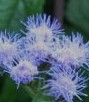 hardy ageratum