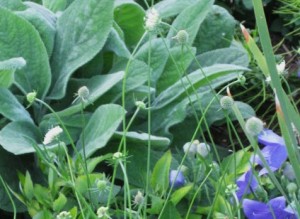 formal garden lambs ear scabiosa platy