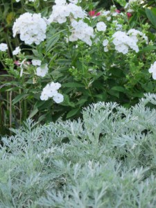 formal garden phlox n artemesia