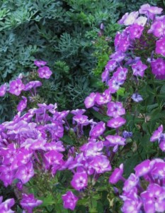 formal garden phlox n rue 2