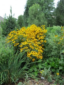 formal garden rudbeckia 2