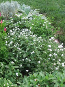 formal garden white parterre
