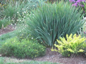 formal garden yel pirea coreopsis