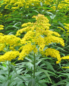 goldenrod