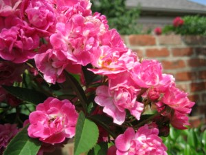 rose Belinda flowers