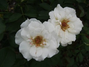 rose Cloud 9 flower