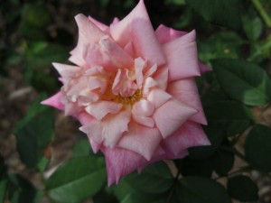 rose Dr Gill flower