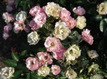 rose La Maren flowers