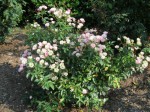 rose La Marne bush